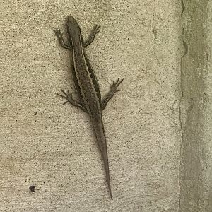 Small-scaled skink (Oligosoma microlepis)