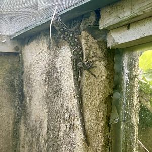 Nelson green gecko (Naultinus stellatus)