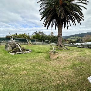 Spur-thighed Tortoise Exhibit