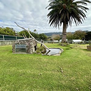 Spur-thighed Tortoise Exhibit