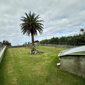 Spur-thighed Tortoise Exhibit