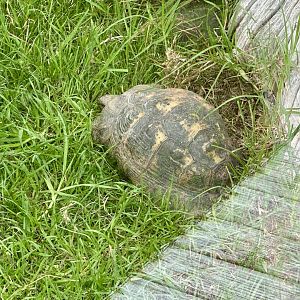 Spur-thighed tortoise (Testudo graeca)