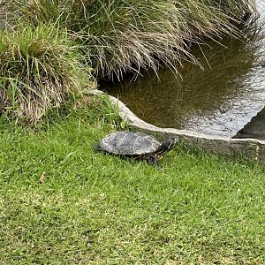Red-eared slider turtle (Trachemys scripta elegans)