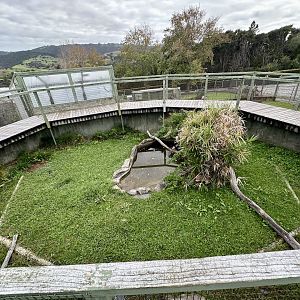 Three-toed Box Turtle Exhibit