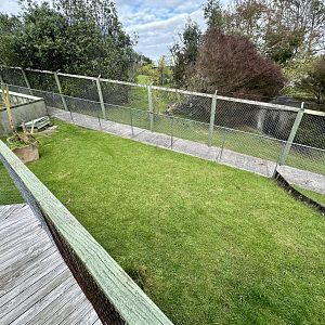 Hermann’s Tortoise Exhibit (Juveniles)