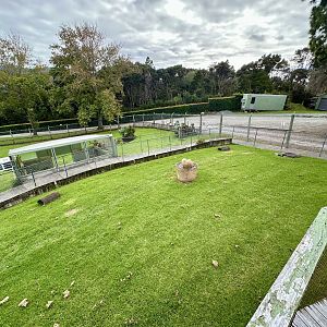 Indian Star Tortoise Exhibit