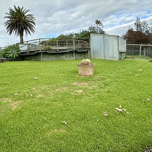Indian Star Tortoise Exhibit