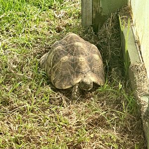 Indian star tortoise (Geochelone elegans)