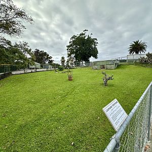 Leopard Tortoise Exhibit