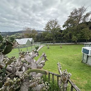 Leopard Tortoise Exhibit