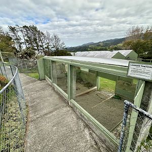Leopard Tortoise House