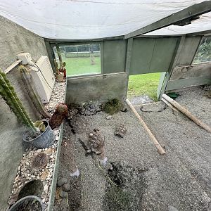 Leopard Tortoise House