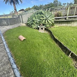 Leopard Tortoise Exhibit (Juveniles)