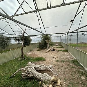 Tropical House - Exhibit 1 (Leopard Tortoise)