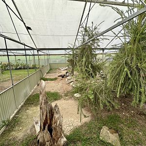 Tropical House - Exhibit 1 (Leopard Tortoise)