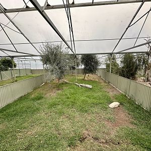 Tropical House - Exhibit 2 (Hermann’s Tortoise)