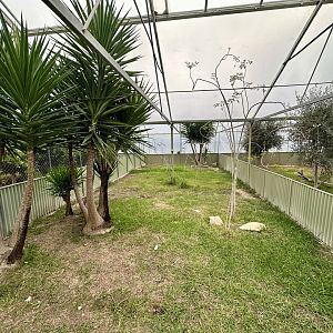 Tropical House - Exhibit 3 (Leopard Tortoise)