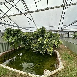 Tropical House - Exhibit 4 (American Alligator)