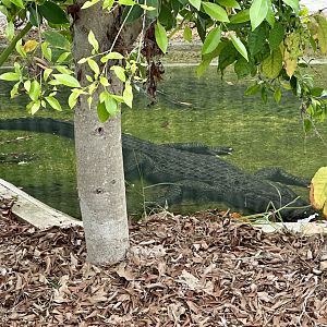 American alligator (Alligator mississippiensis)