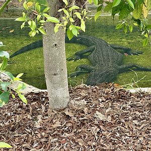 American alligator (Alligator mississippiensis)
