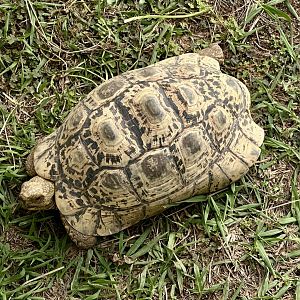 Leopard tortoise (Stigmochelys pardalis)