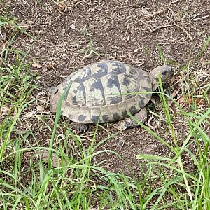 Hermann’s tortoise (Testudo hermanni)