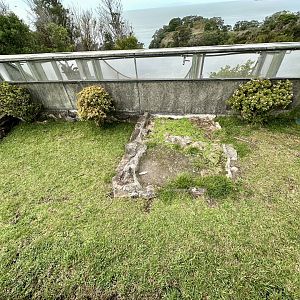 Indian Star Tortoise Exhibit (Juveniles)