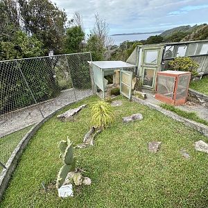 Chaco Tortoise Exhibit