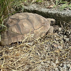 Chaco tortoise (Chelonoidis chilensis)