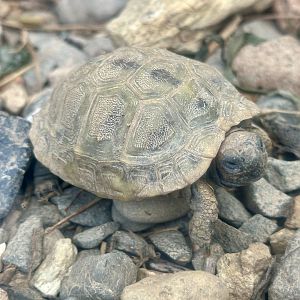 Hermann’s tortoise (Testudo hermanni)
