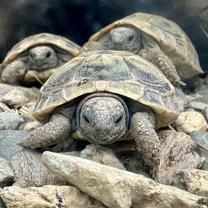 Hermann’s tortoise (Testudo hermanni)