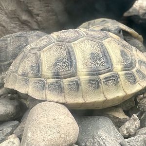 Hermann’s tortoise (Testudo hermanni)