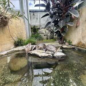 Asian Box Turtle Exhibit