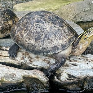 Asian box turtle (Cuora amboinensis)