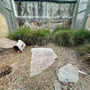 Indian Star Tortoise Exhibit (Hatchlings)