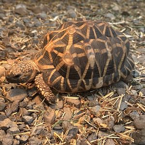 Indian star tortoise (Geochelone elegans)