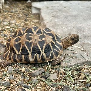 Indian star tortoise (Geochelone elegans)