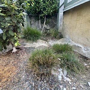 Leopard Tortoise Exhibit (Hatchlings)