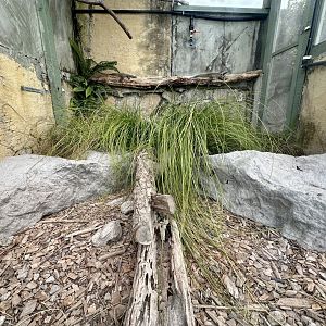 Eastern Blue-tongued Lizard/Eastern Water Dragon Exhibit
