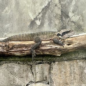 Eastern water dragon (Intellagama lesueurii lesueurii)