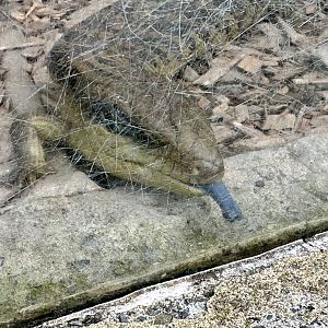 Eastern blue-tongued lizard (Tiliqua scincoides)