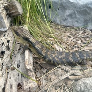 Eastern blue-tongued lizard (Tiliqua scincoides)