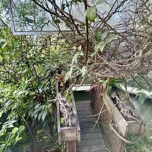 Eastern Water Dragon Exhibit