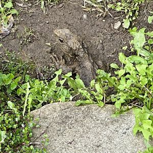 Tuatara (Sphenodon punctatus)