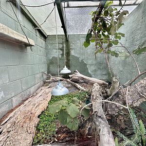 Eastern Bearded Dragon/Eastern Blue-tongued Lizard Exhibit
