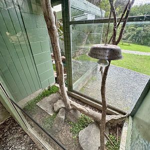 Eastern Bearded Dragon/Eastern Blue-tongued Lizard Exhibit