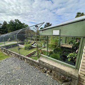 Western Black-Bridged Leaf Turtle Exhibit