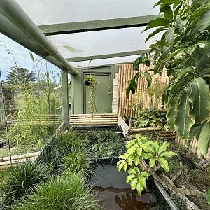 Western Black-Bridged Leaf Turtle Exhibit