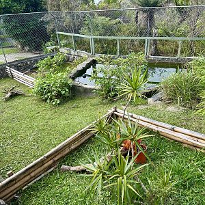 Western Black-Bridged Leaf Turtle Exhibit