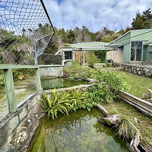 Western Black-Bridged Leaf Turtle Exhibit